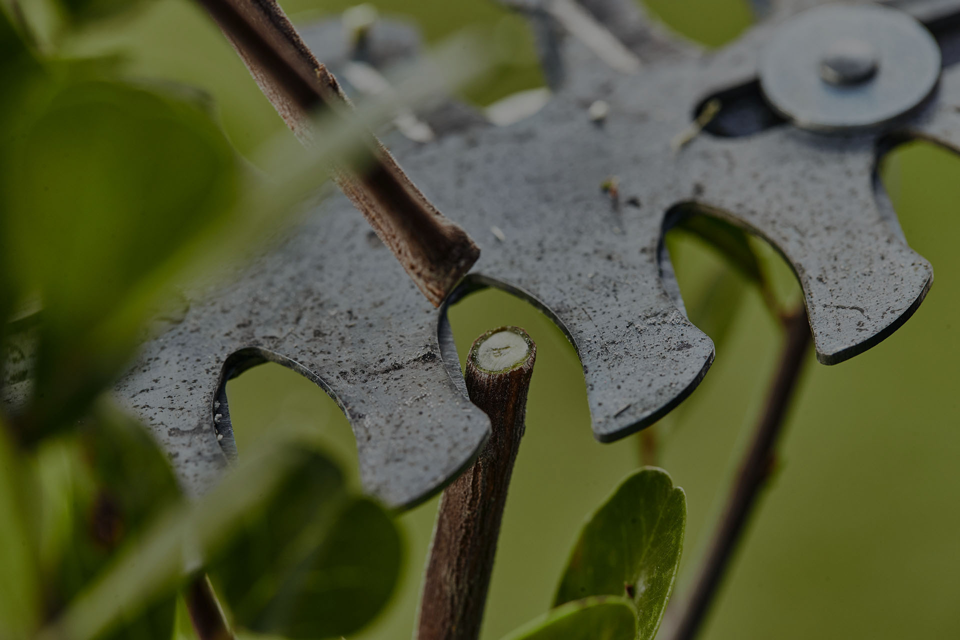 Lähikuva: pensasleikkurin terä leikkaamassa oksaa